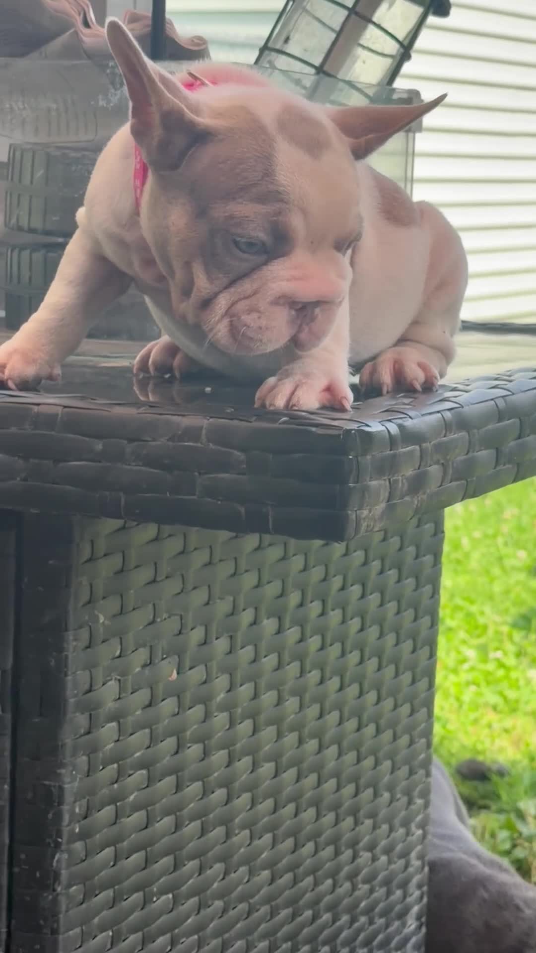 French Bulldog dogs for sale: French Bulldog 5 - Video 1