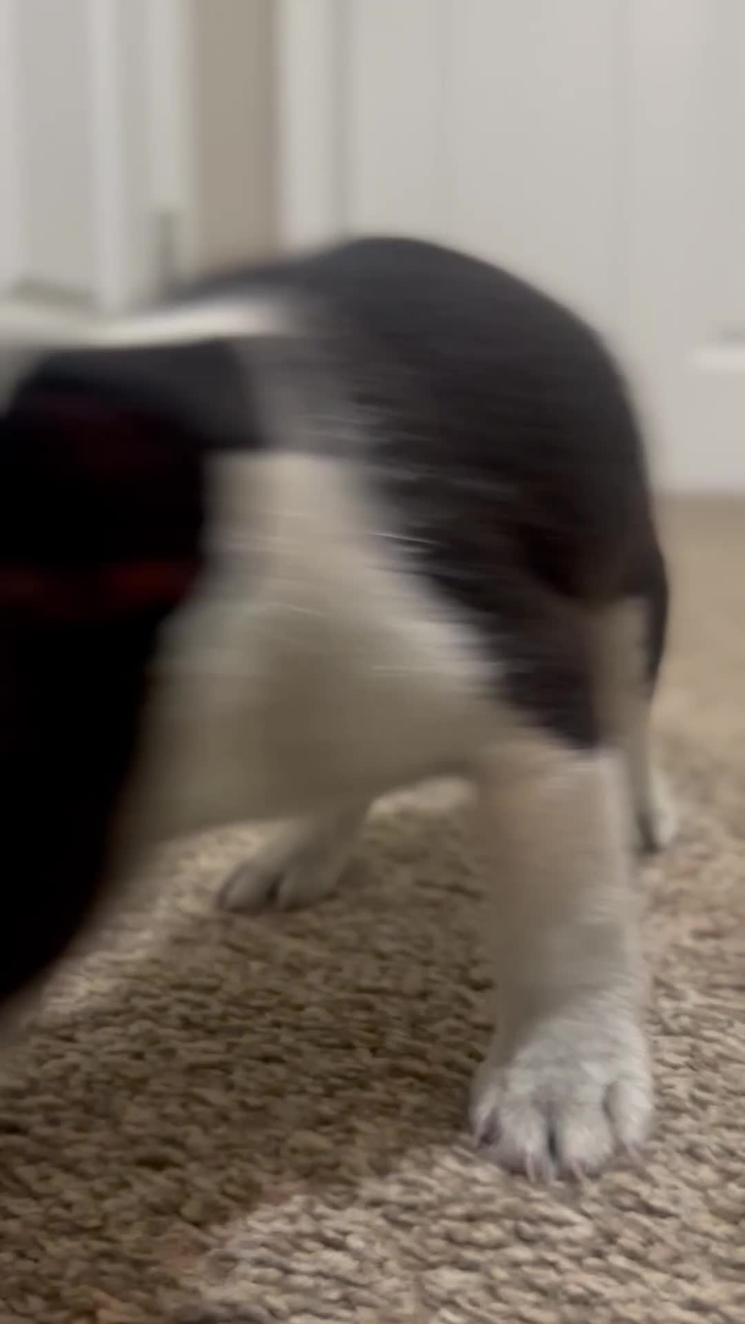 Boston Terrier dogs for sale: Nicky - Video 1