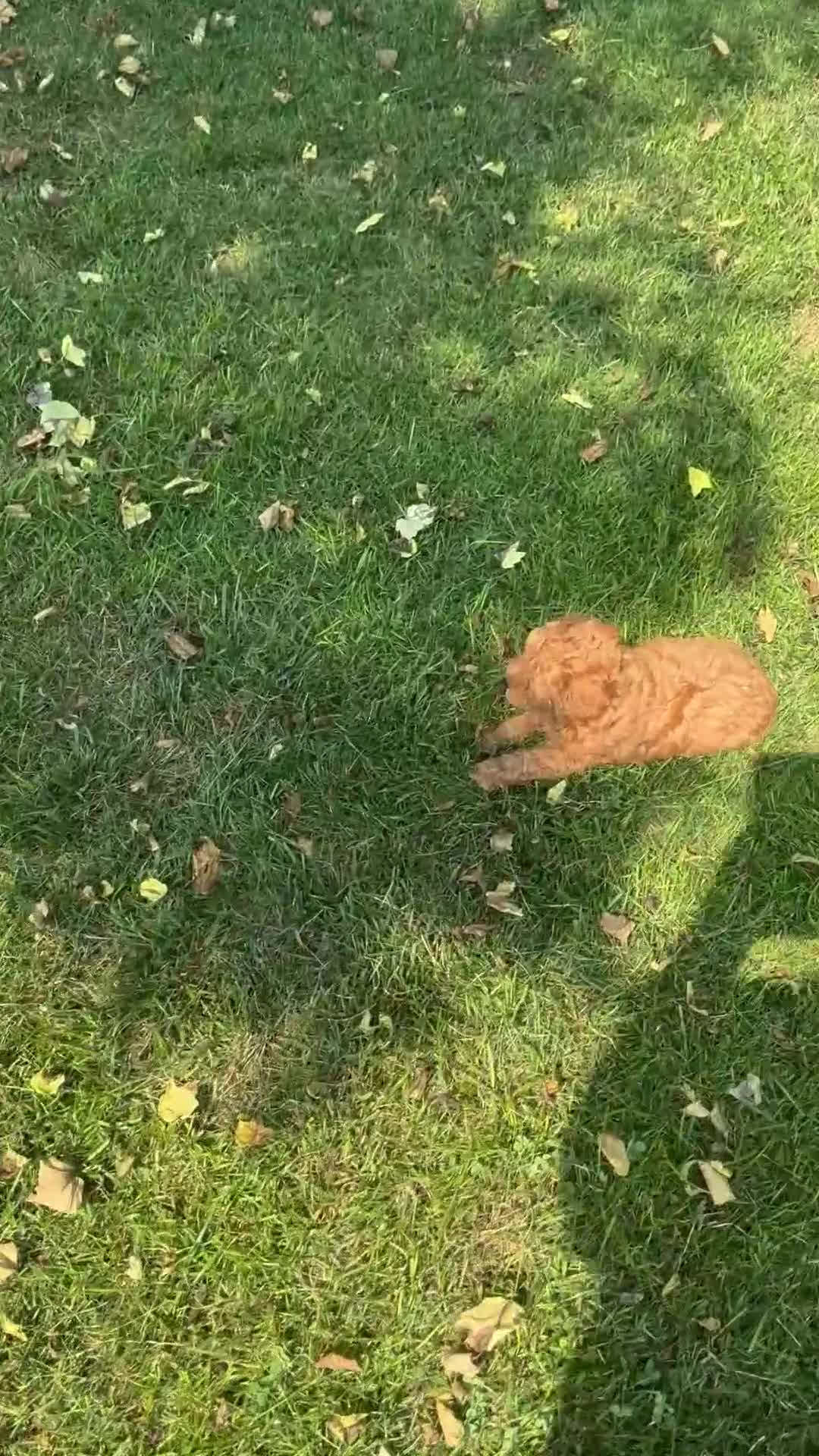 Toy Poodle dogs for sale: Ashley - Video 1