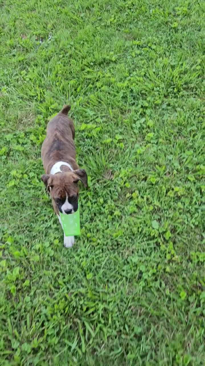 Boxer dogs for sale: Boxer 1 - Video 1