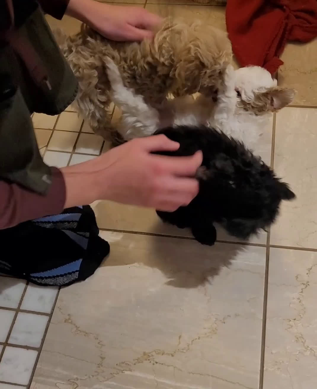 Miniature Poodle dogs for sale: Amber  - Video 6