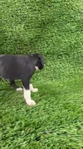 Boxer dogs for sale: Mylan - Video 1