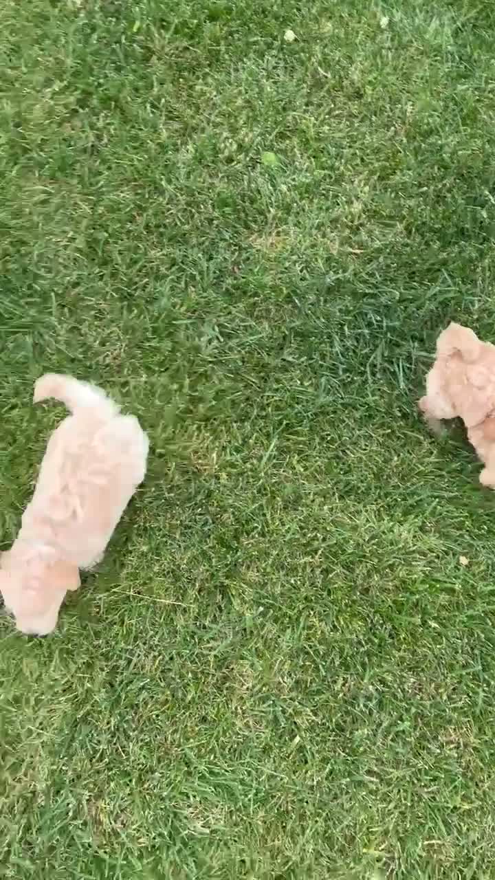 Mini Goldendoodle dogs for sale: Mini George - Video 4