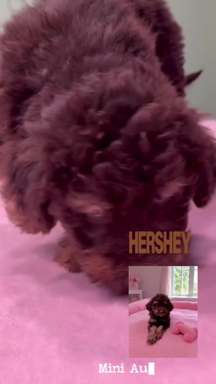 Mini Aussiedoodle dogs for sale: Hershey  - Video 1