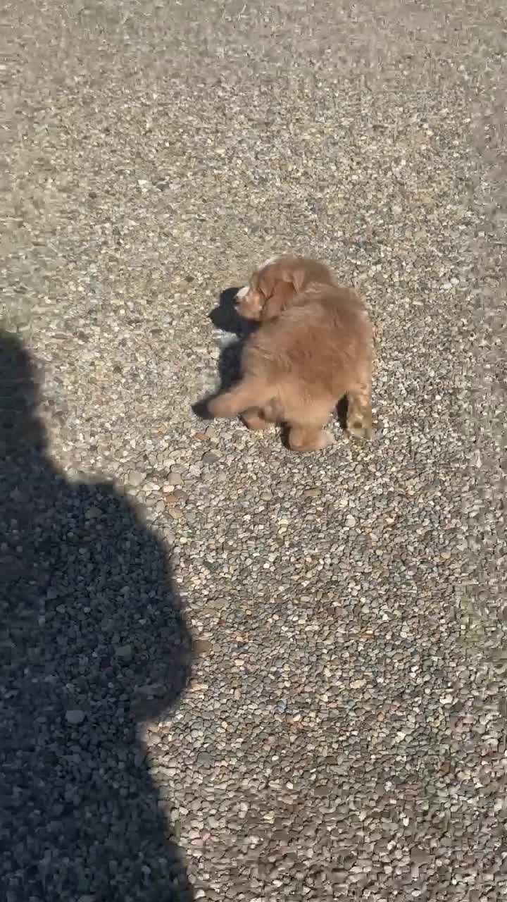 Mini Goldendoodle dogs for sale: Parker  - Video 1