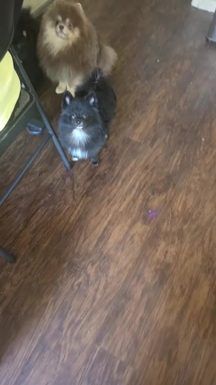 Pomeranian dogs for sale: Pomeranian 1 - Video 1