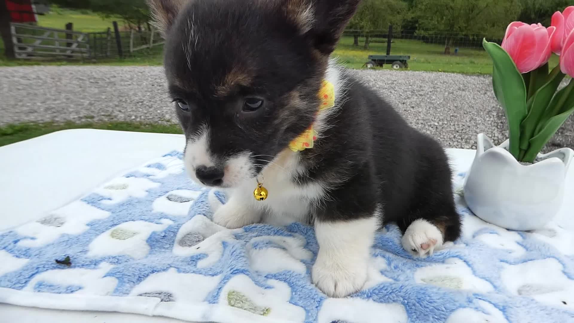 Welsh Corgi Pembroke dogs for sale: Welsh Corgi Pembroke Puppy 3 Ireland - Video 1