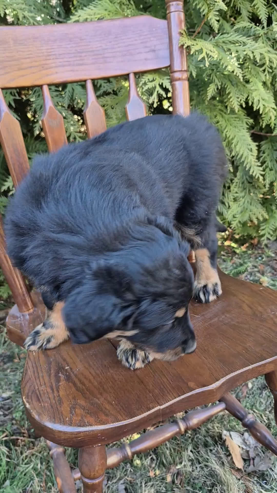 English Shepherd dogs for sale: English Shepherd Cooper - Video 1