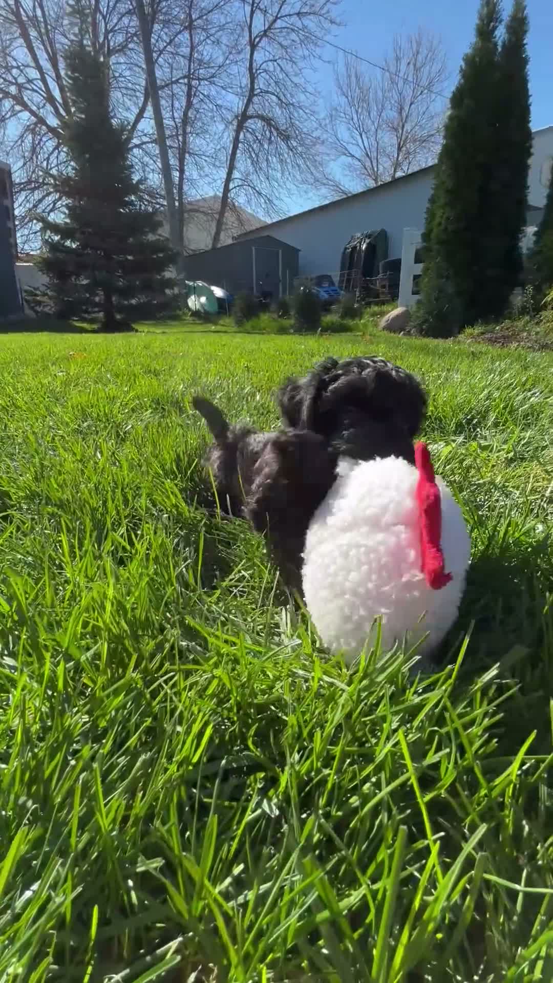Maltipoo dogs for sale: Coach - Video 2