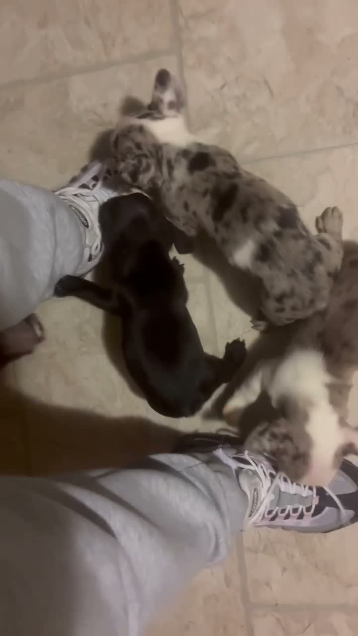 French Bulldog dogs for sale: French Bulldog 3 - Video 1