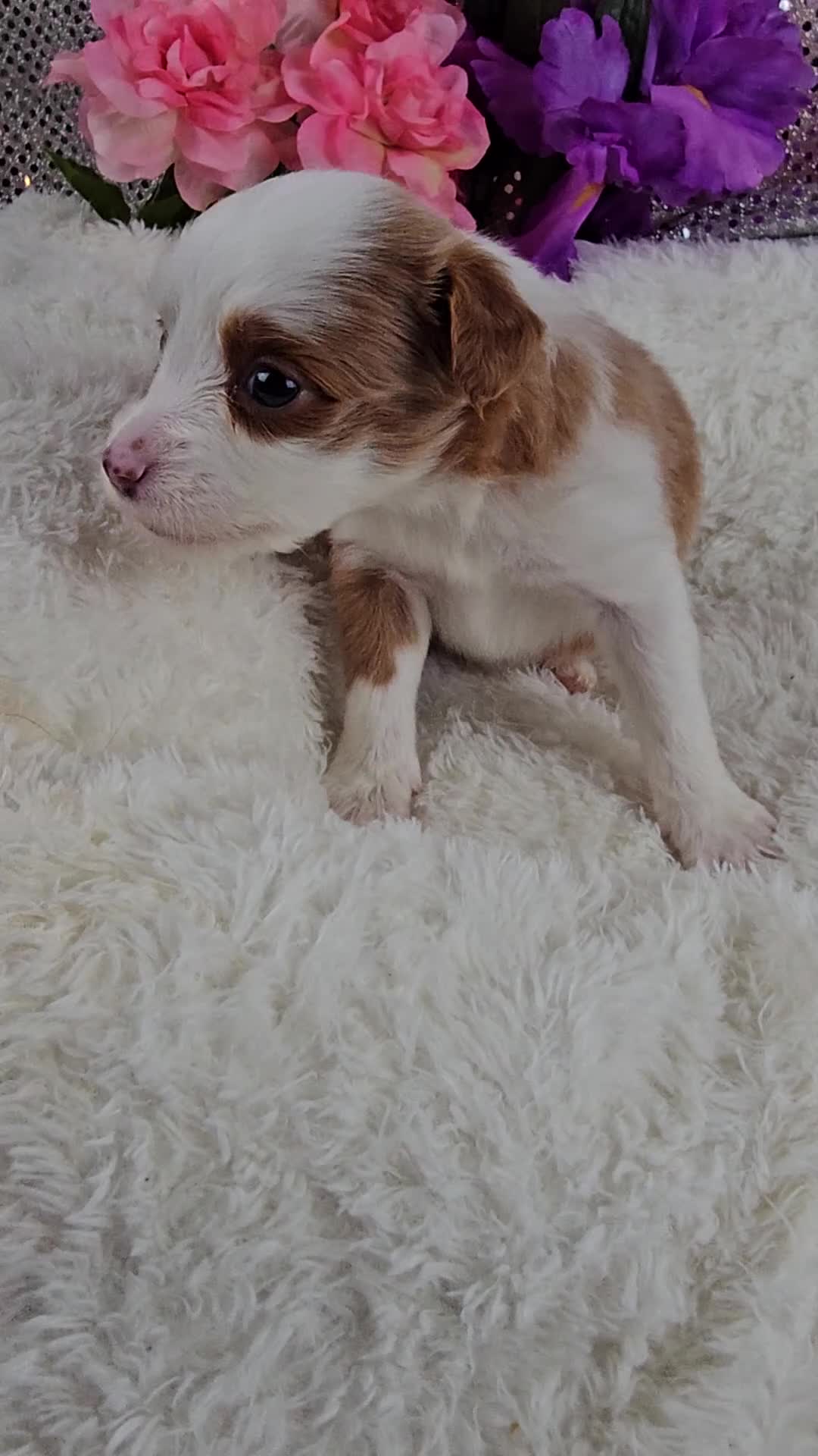 Mini Aussiedoodle dogs for sale: Soleil  - Video 1