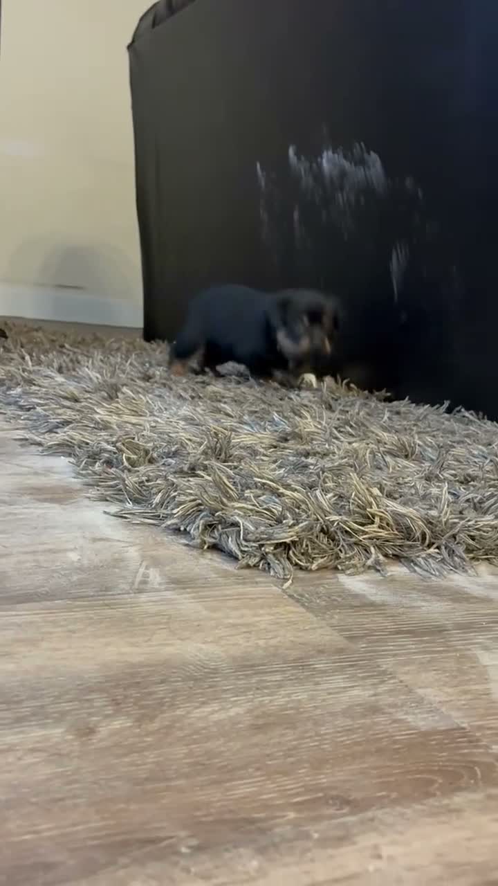 Rottweiler dogs for sale: Rottweiler 1 - Video 1