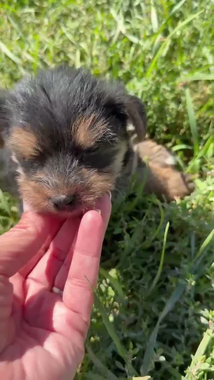 Yorkshire Terrier dogs for sale: Yorkshire Terrier 1 - Video 1