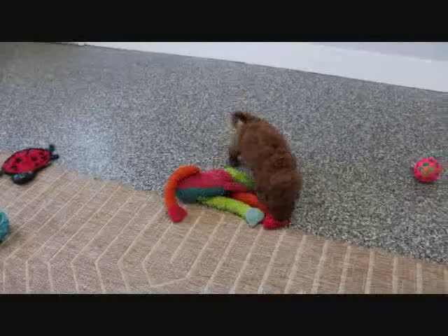 Mini Goldendoodle dogs for sale: Trooper - Video 7