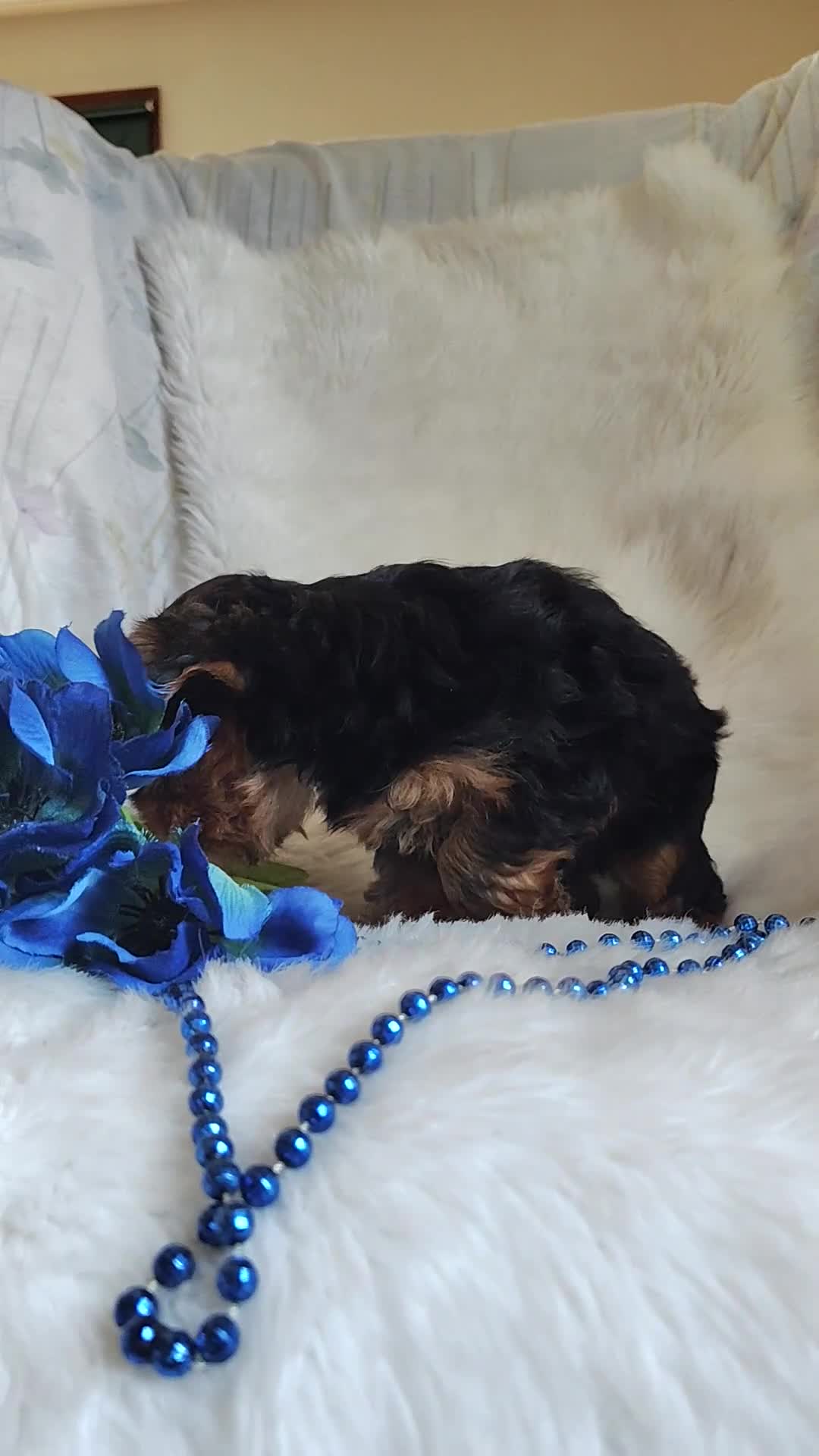 Yorkshire Terrier dogs for sale: Lance - Video 1