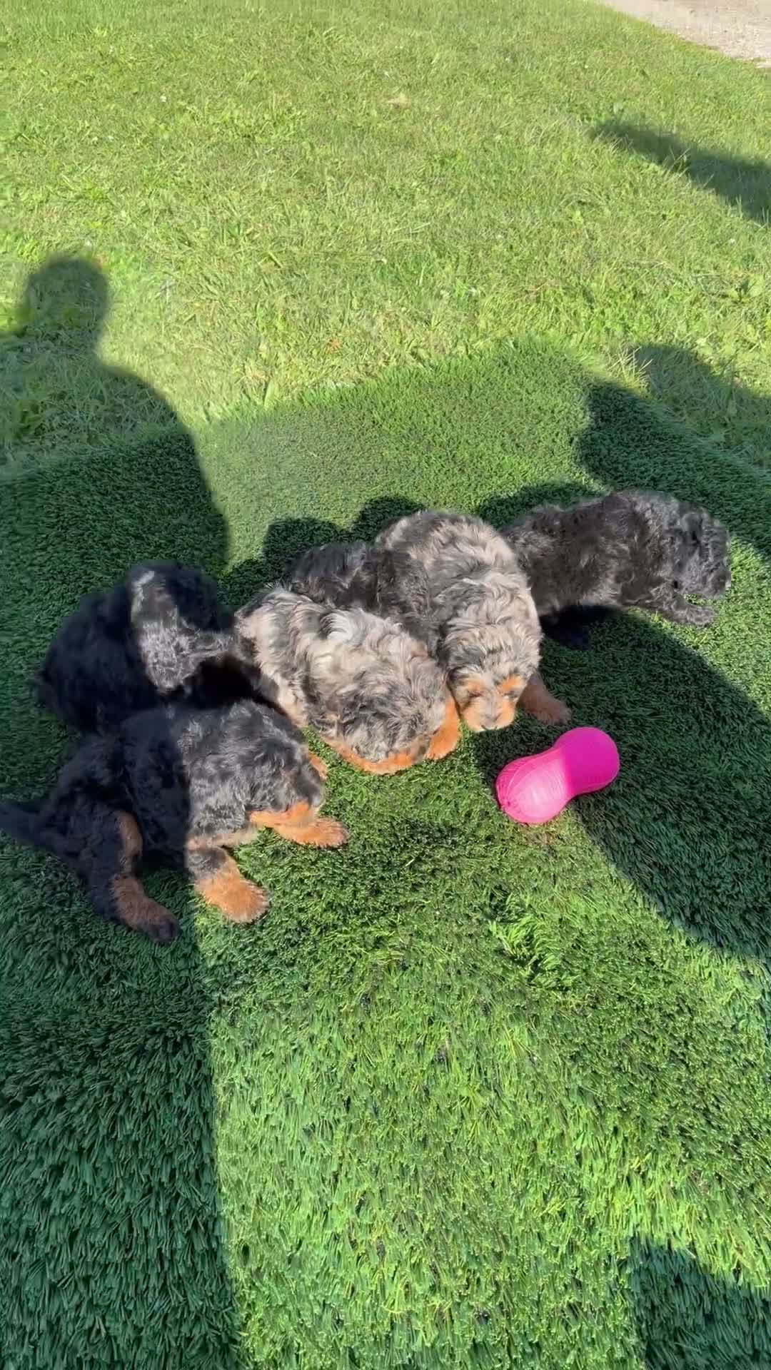 Mini Goldendoodle dogs for sale: Sadie - Video 1