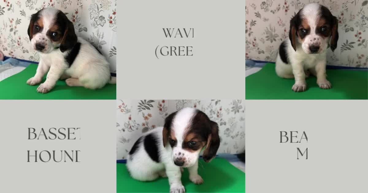 Mixed Breed dogs for sale: Wave - Video 1
