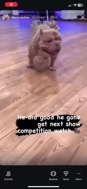 American Bully dogs for sale: Kurtis Snow - Video 3