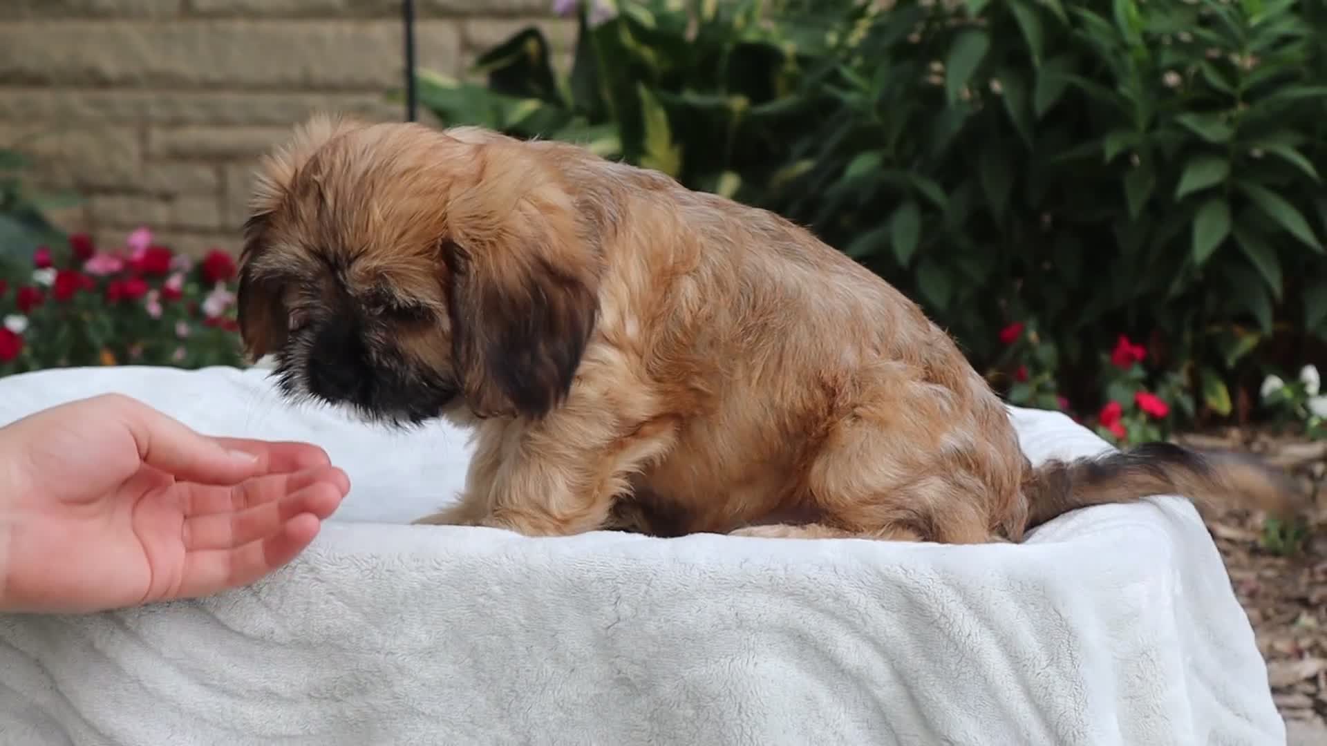 Mixed Breed dogs for sale: Wynn - Video 1