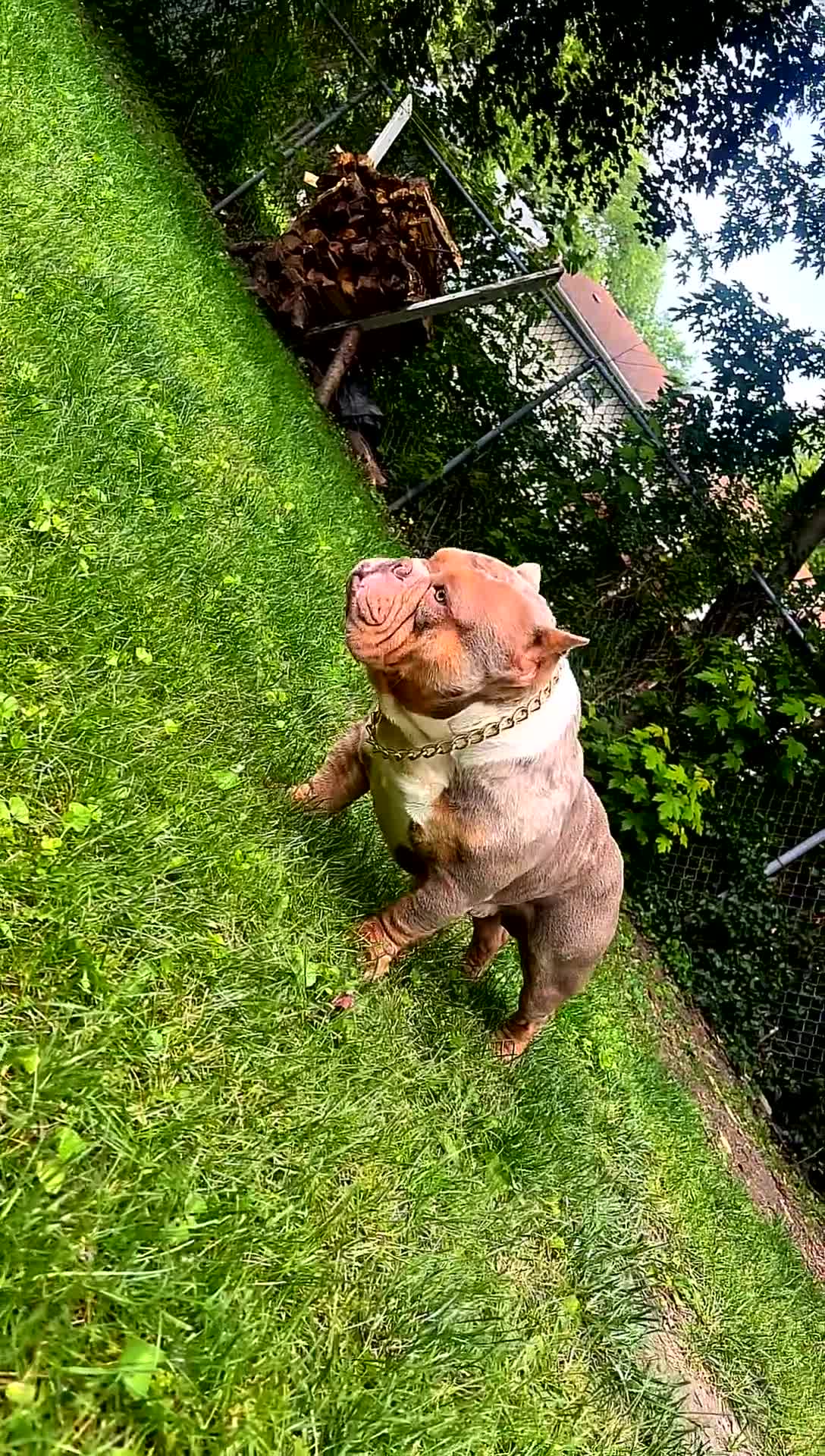 American Bully dogs for stud: America bully - Video 6