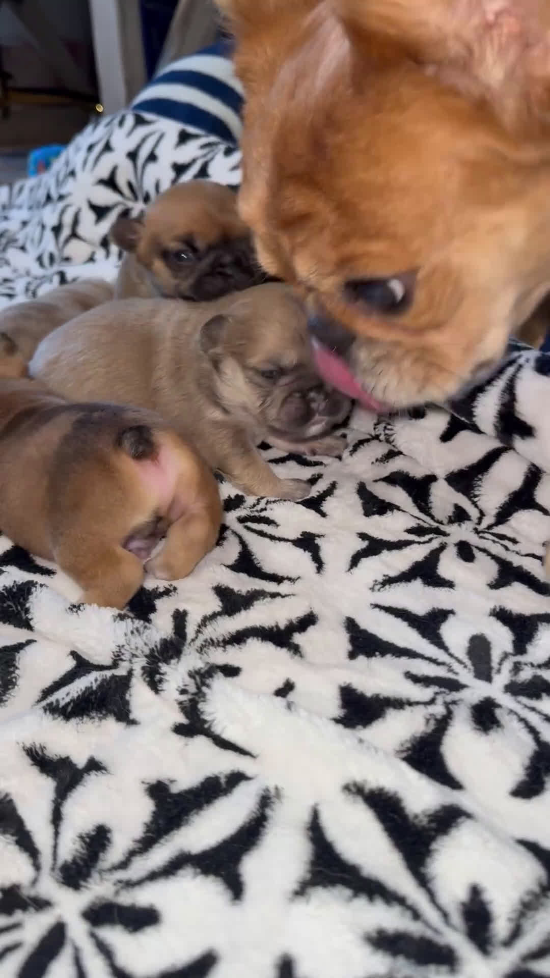 French Bulldog dogs for sale: French Bulldog Puppy 2 - Video 1