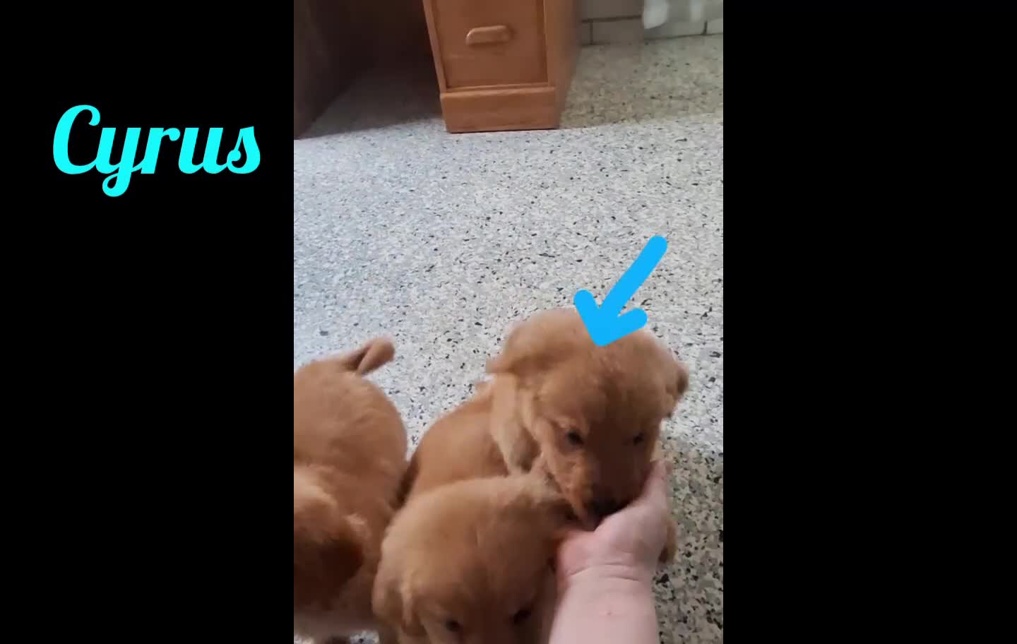 Golden Retriever dogs for sale: Cyrus - Video 1