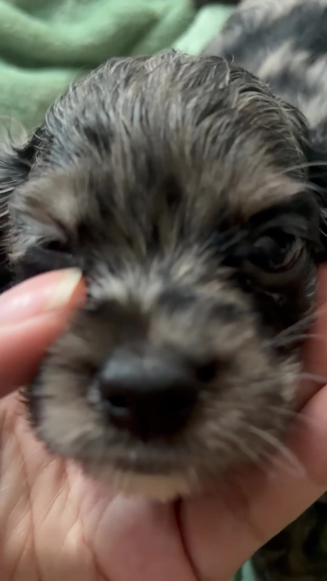 Cocker Spaniel dogs for sale: Cocker Spaniel 1 - Video 1