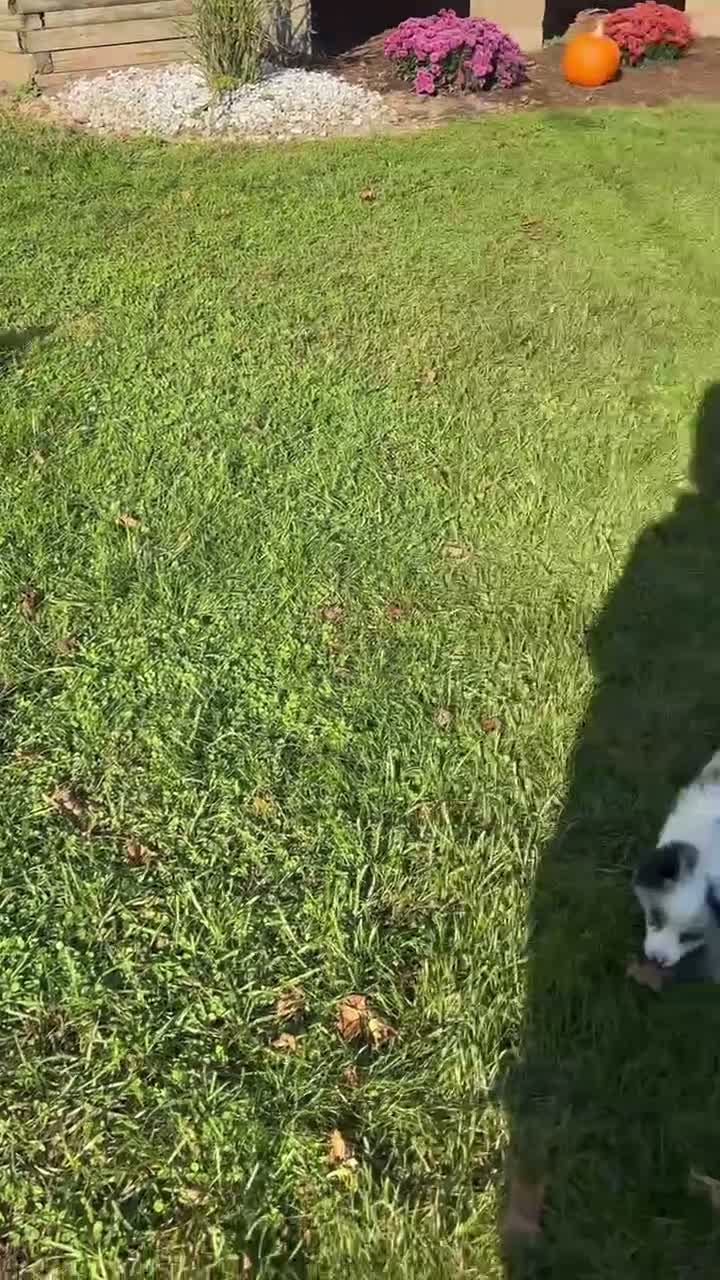Miniature Australian Shepherd dogs for sale: Theo - Video 4
