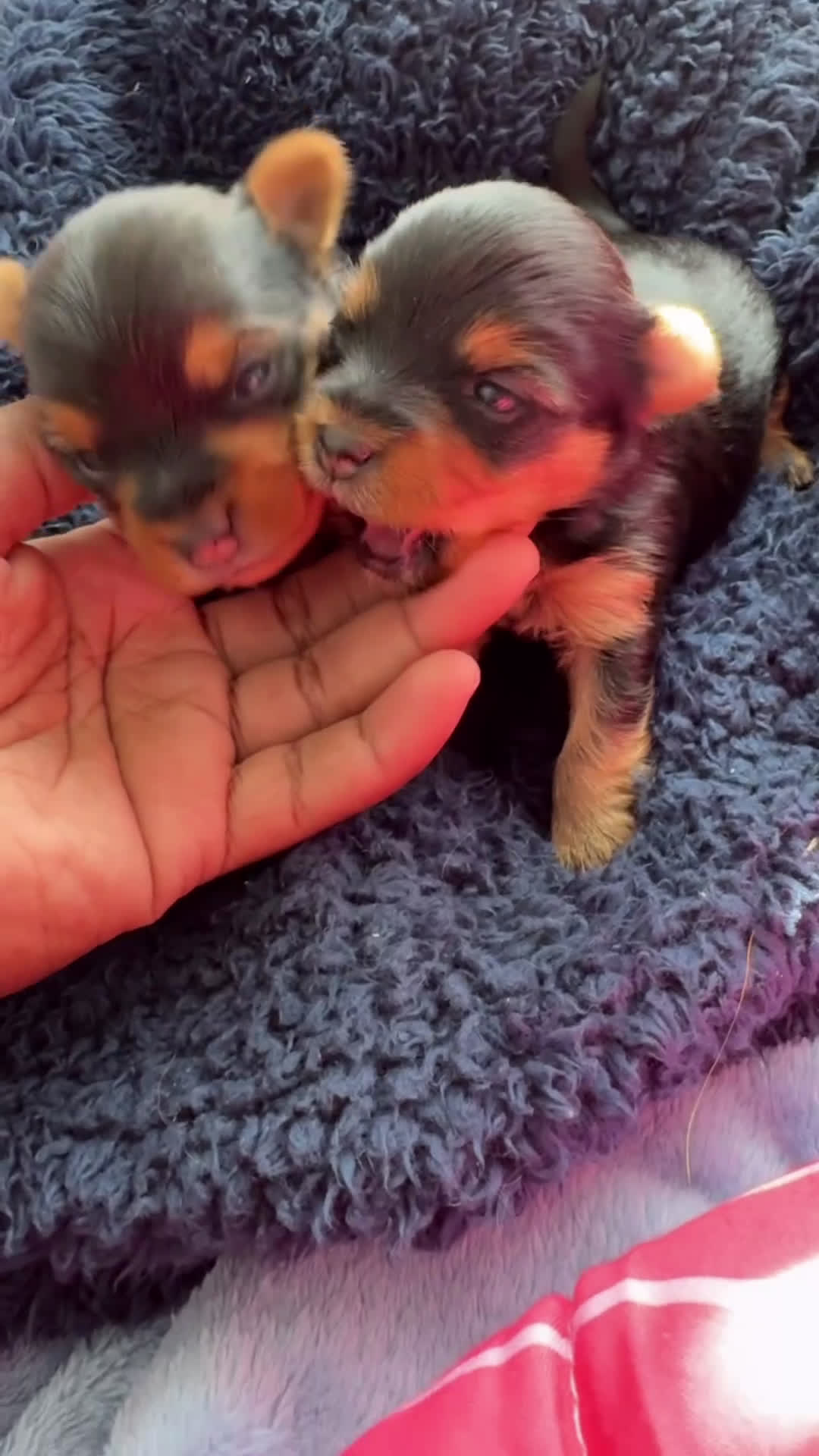 Yorkshire Terrier dogs for sale: Yorkshire Terrier Puppy 1 - Video 1