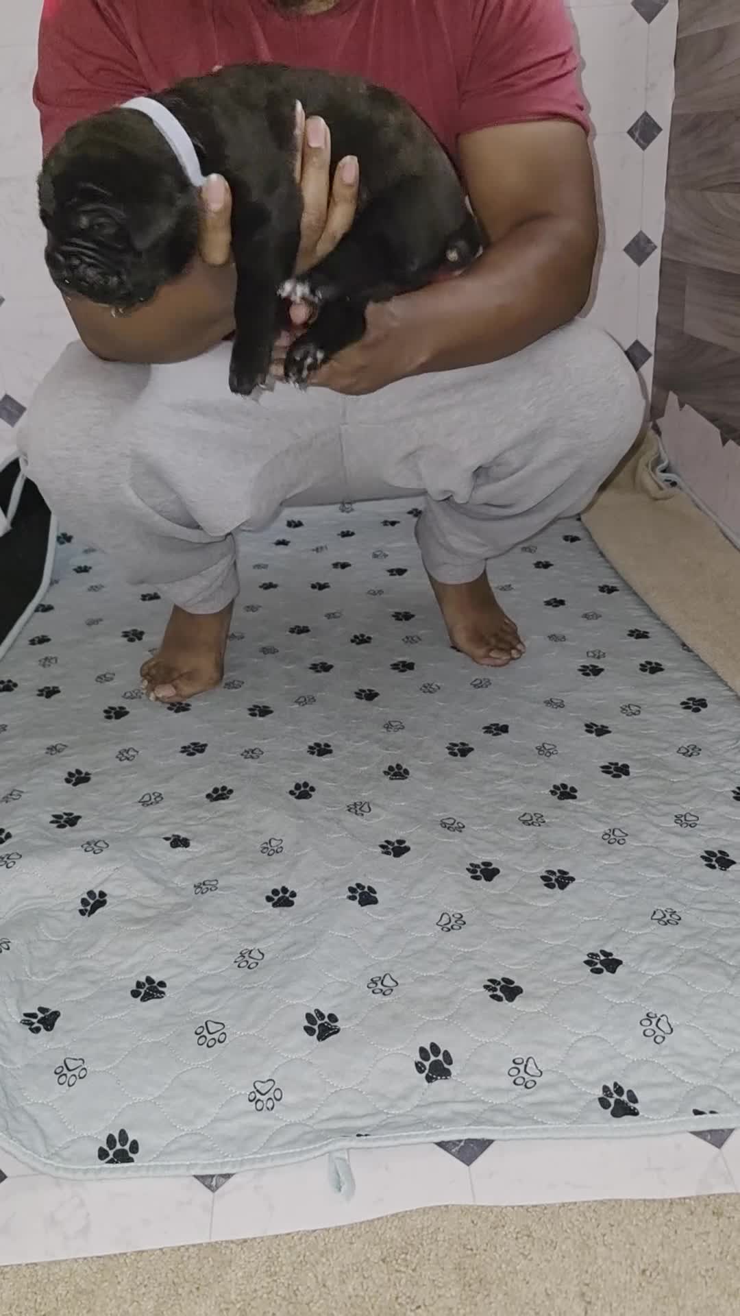 Cane Corso dogs for sale: Cane Corso Puppy 1 - Video 1