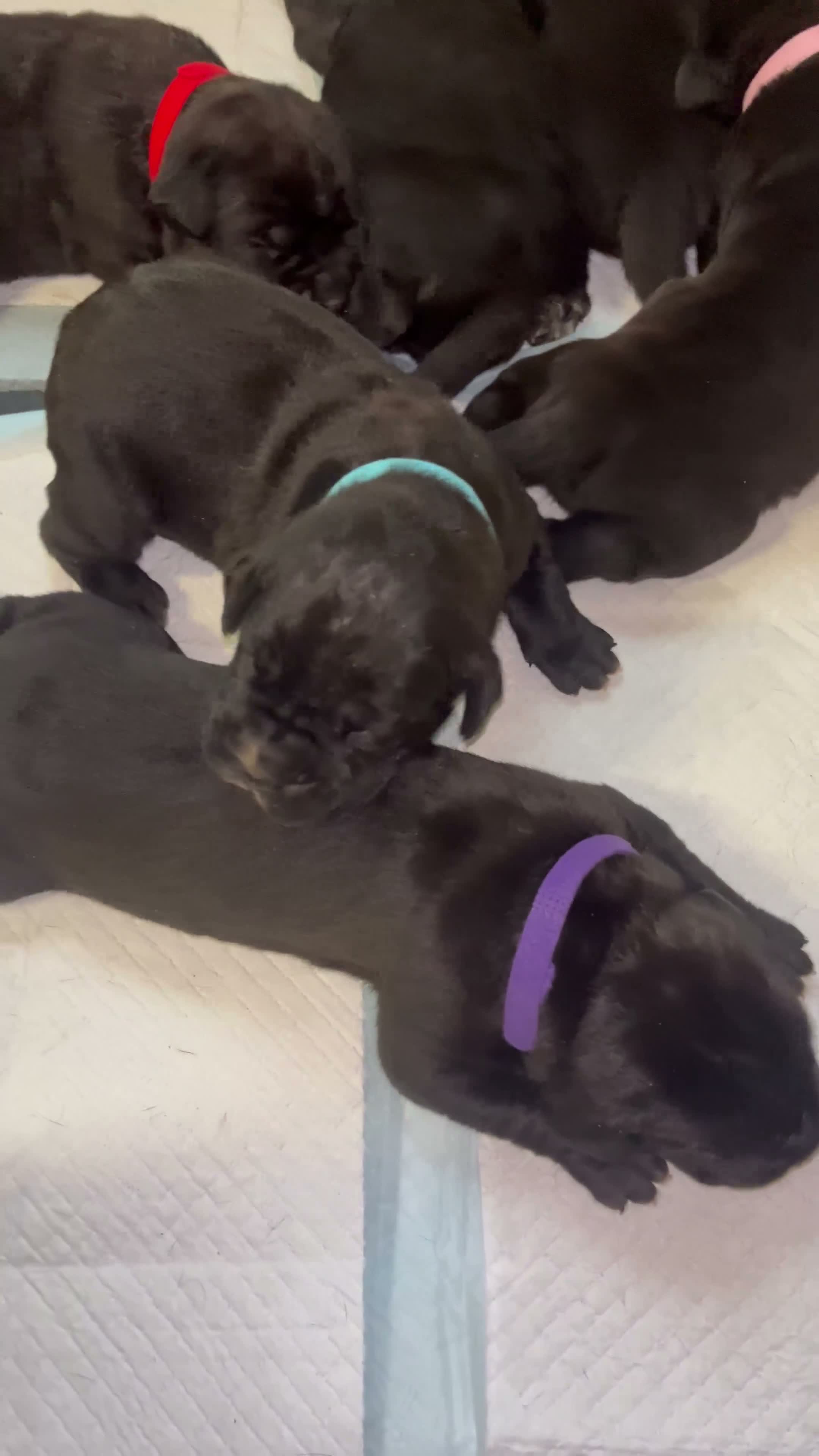 Cane Corso dogs for sale: London - Video 1