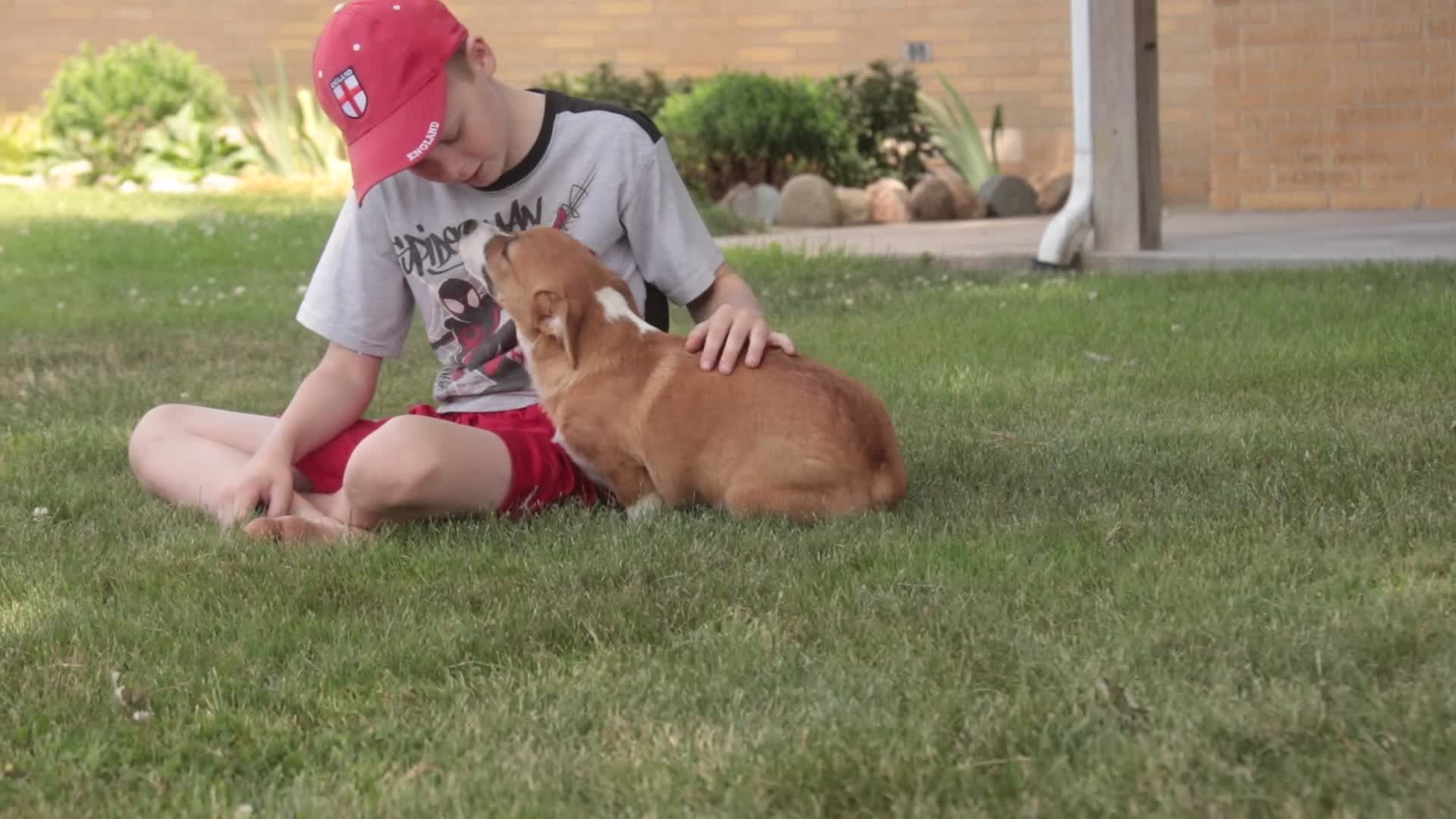 Welsh Corgi Pembroke dogs for sale: Rover - Video 1