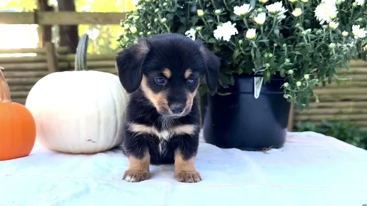 Mixed Breed dogs for sale: Coco - Video 1