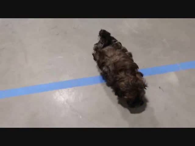 Shihpoo dogs for sale: Samuel - Video 1