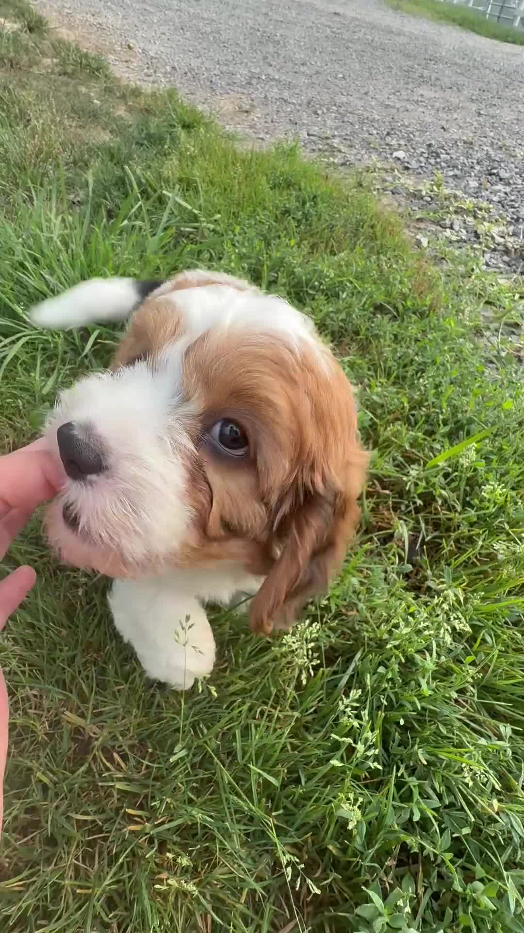 Cavapoo dogs for sale: Ila - Video 1