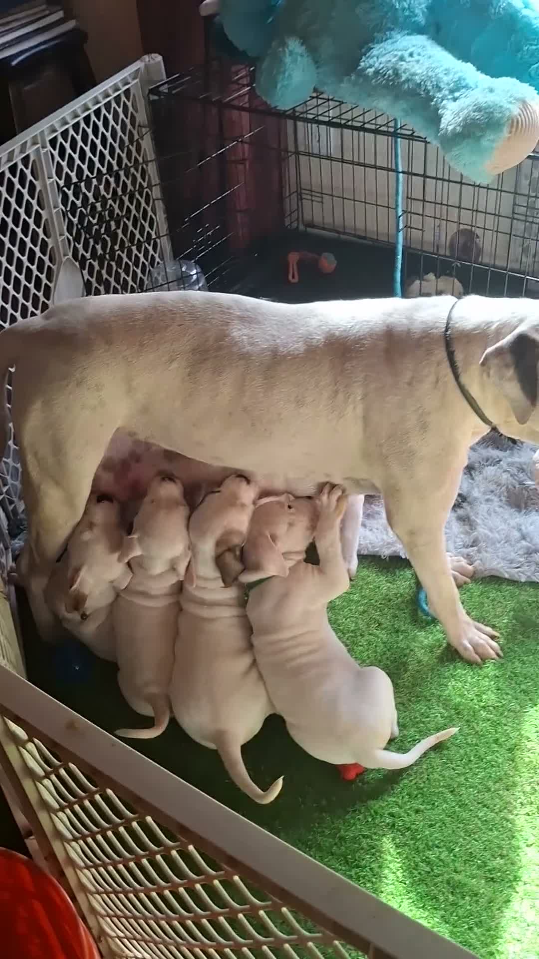 American Bulldog dogs for sale: Diesel  - Video 2