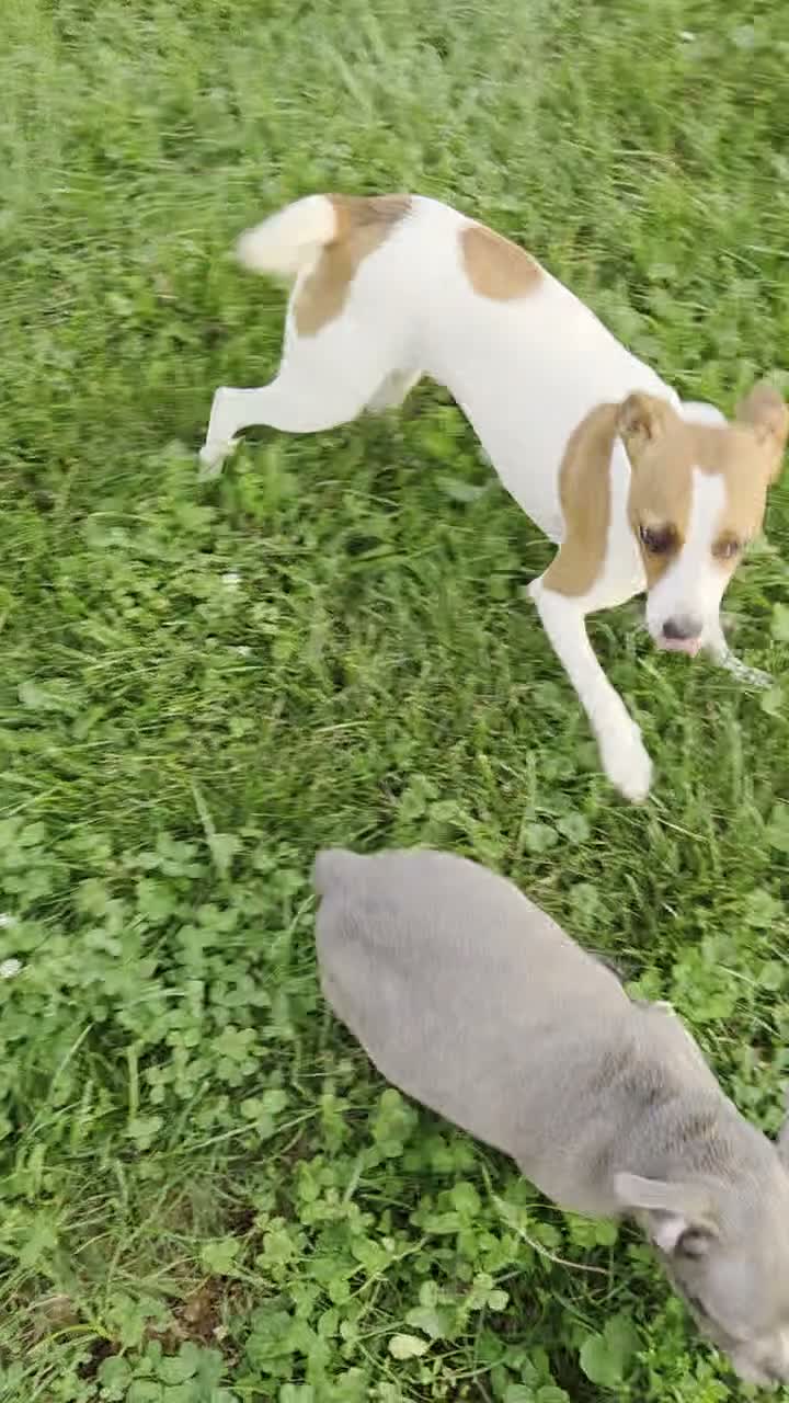Mixed Breed dogs for sale: Karson - Video 1