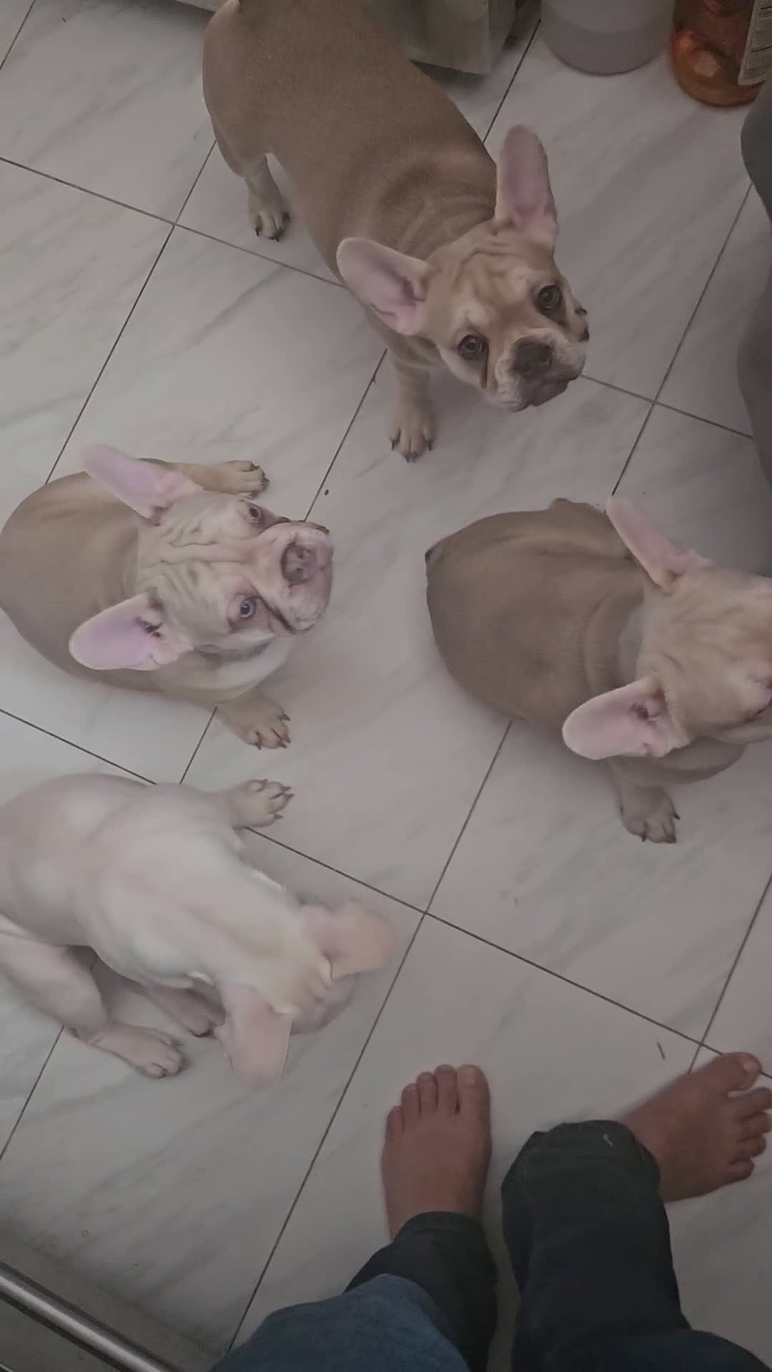 French Bulldog dogs for sale: French Bulldog Puppy 1 - Video 1