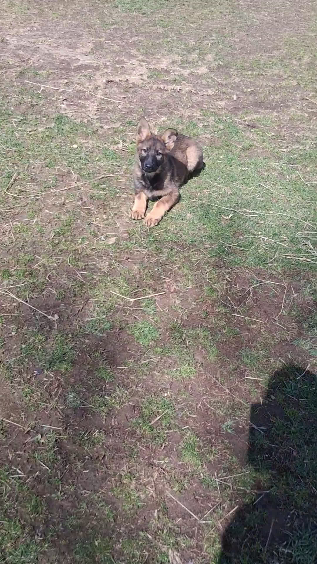 German Shepherd dogs for sale: Molly - Video 1