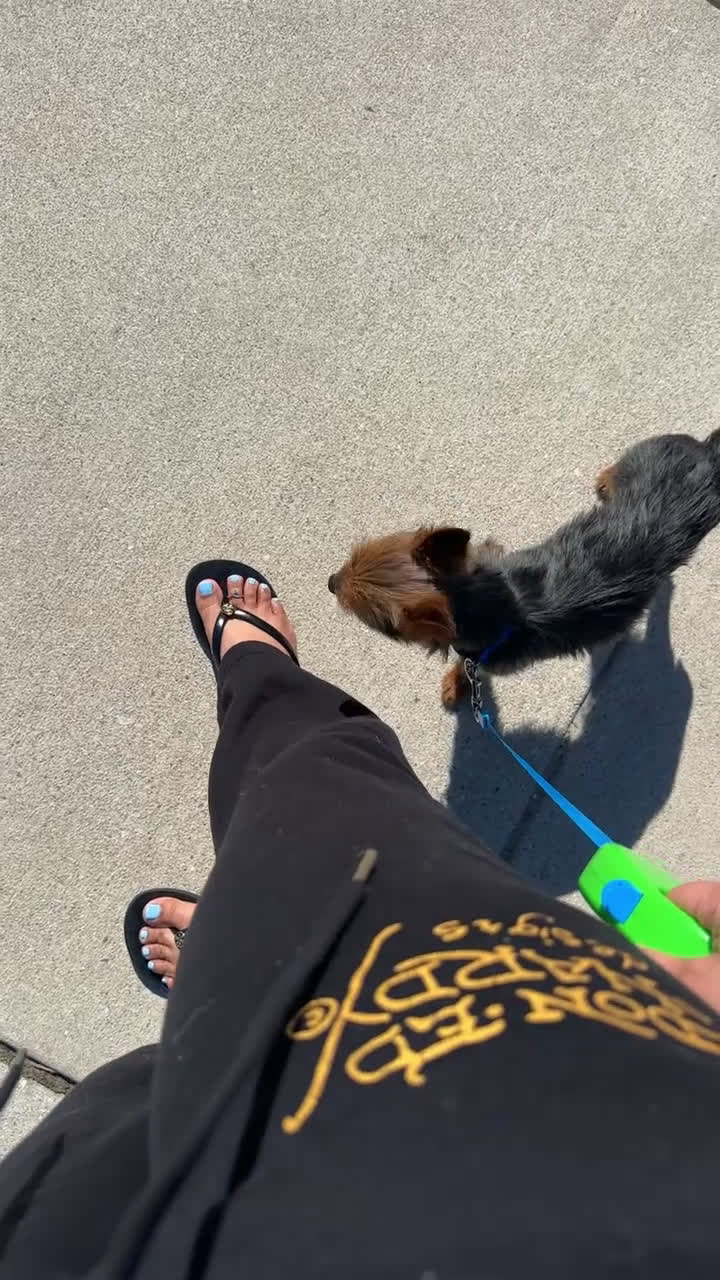 Chorkie dogs for sale: Royal - Video 1