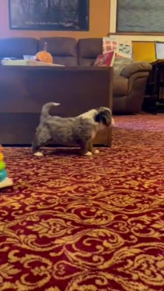 Mini Bernedoodle dogs for sale: Pudding Pop *Turf Trained* - Video 6