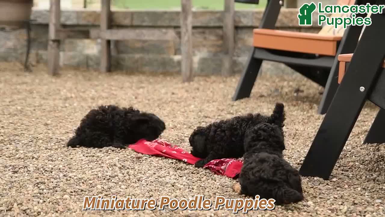 Miniature Poodle dogs for sale: Pepper - Video 1