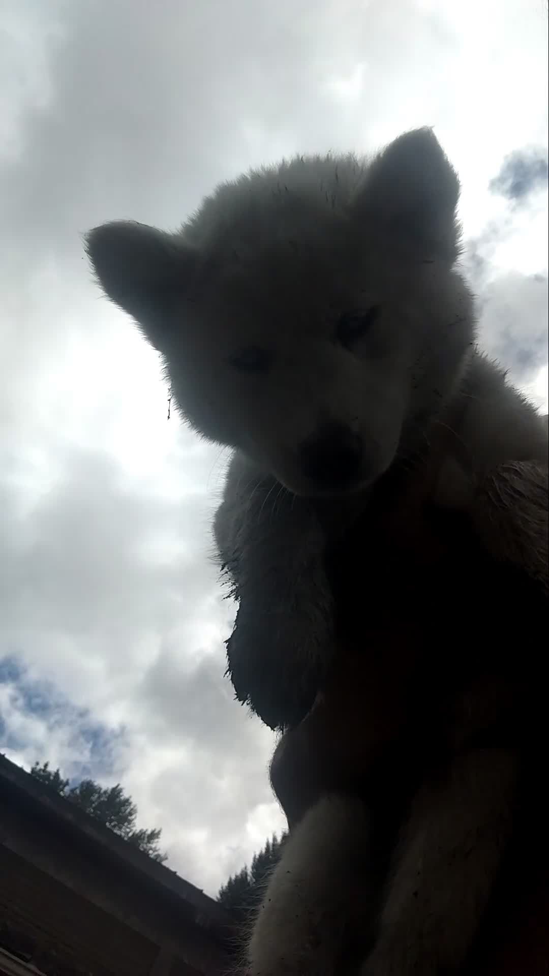 Alaskan Husky dogs for sale: Alaskan Husky 3 - Video 1