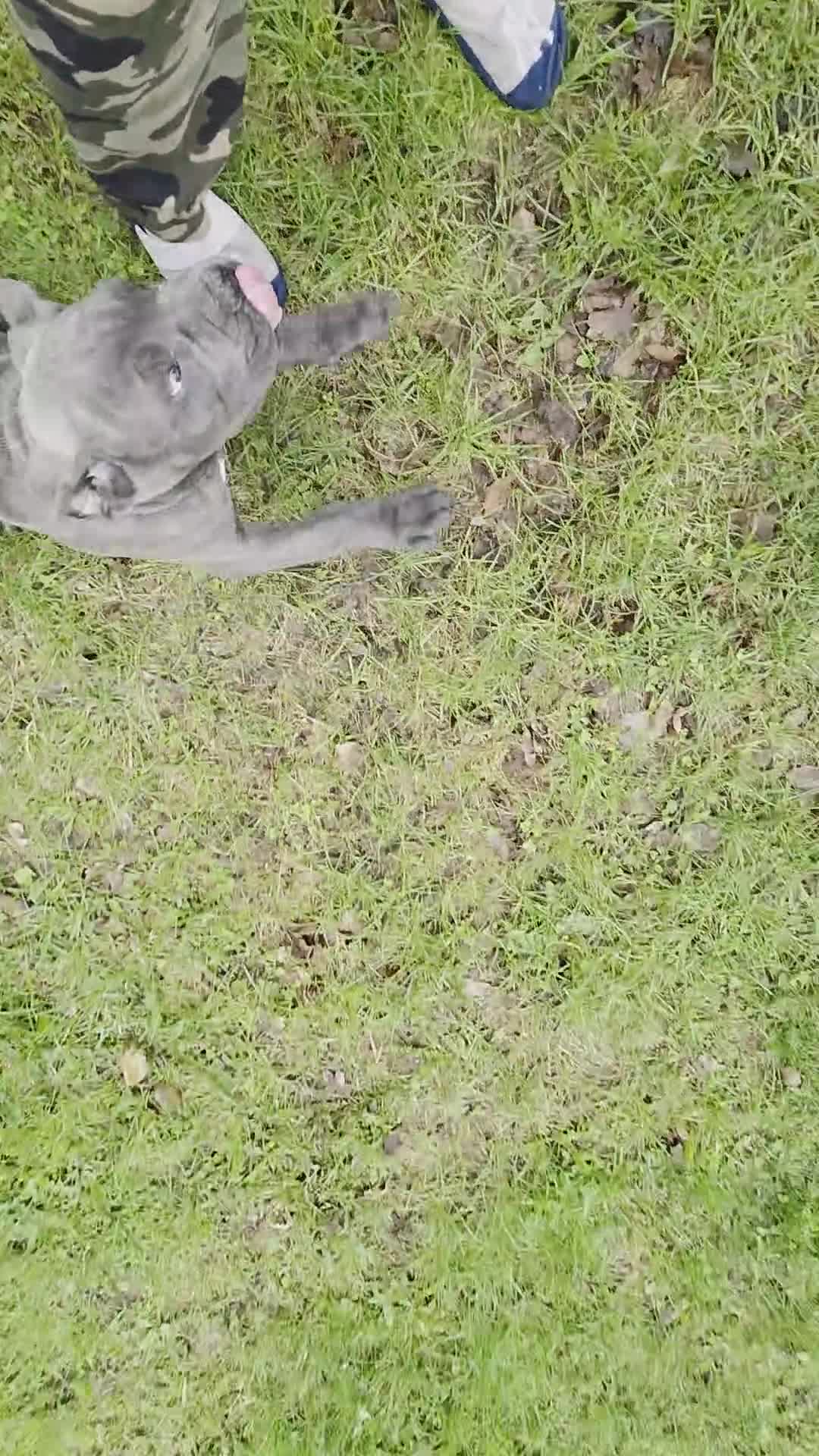 Cane Corso dogs for sale: Cane Corso Puppy 1 - Video 1