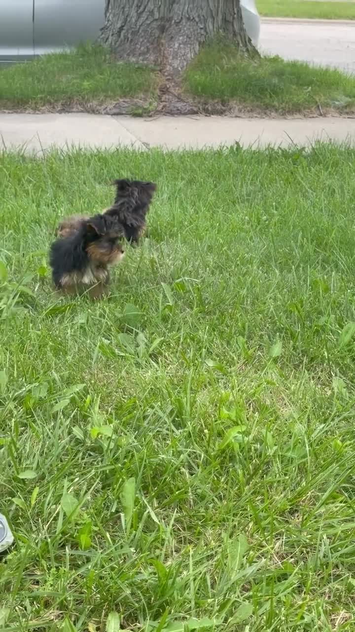 Yorkshire Terrier dogs for sale: Yorkshire Terrier 1 - Video 1