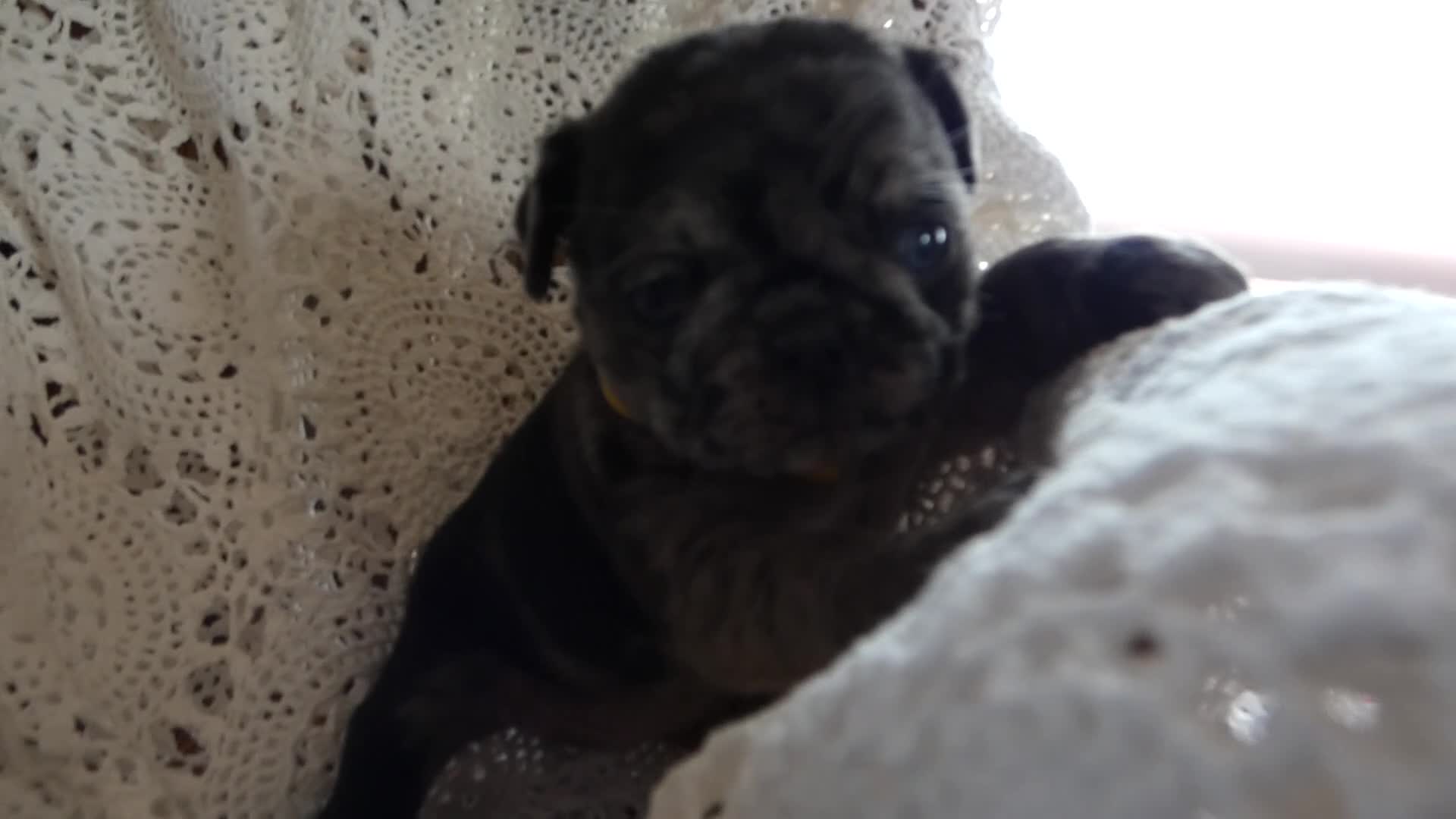 Pug dogs for sale: Pug 5 - Video 1