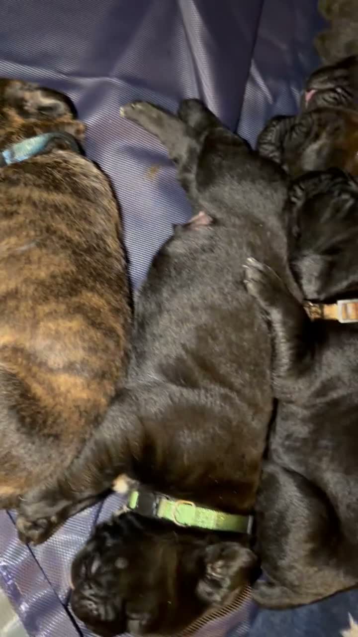 Cane Corso dogs for sale: Zinnia  - Video 2