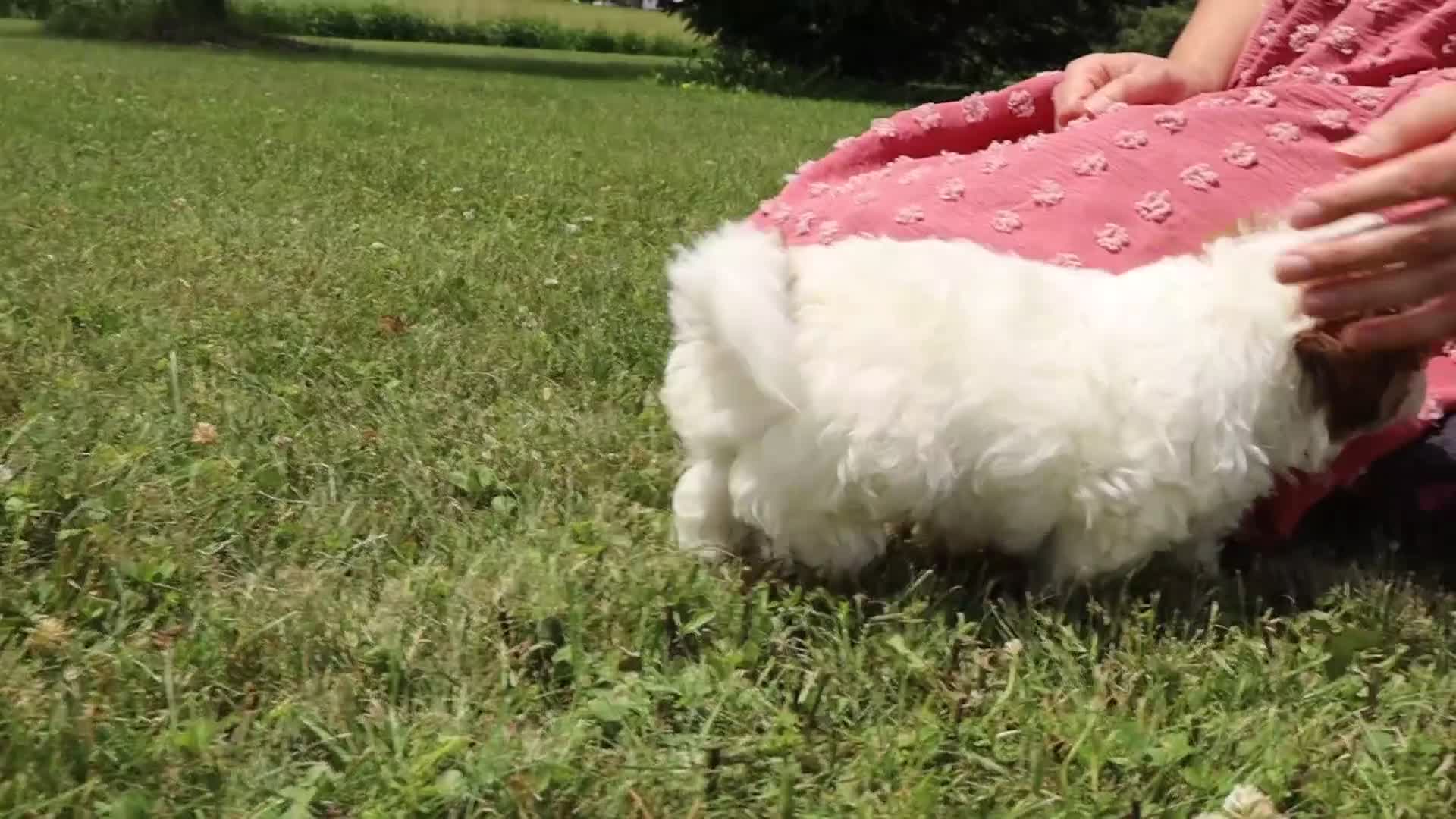 Shihpoo dogs for sale: Clay - Video 2