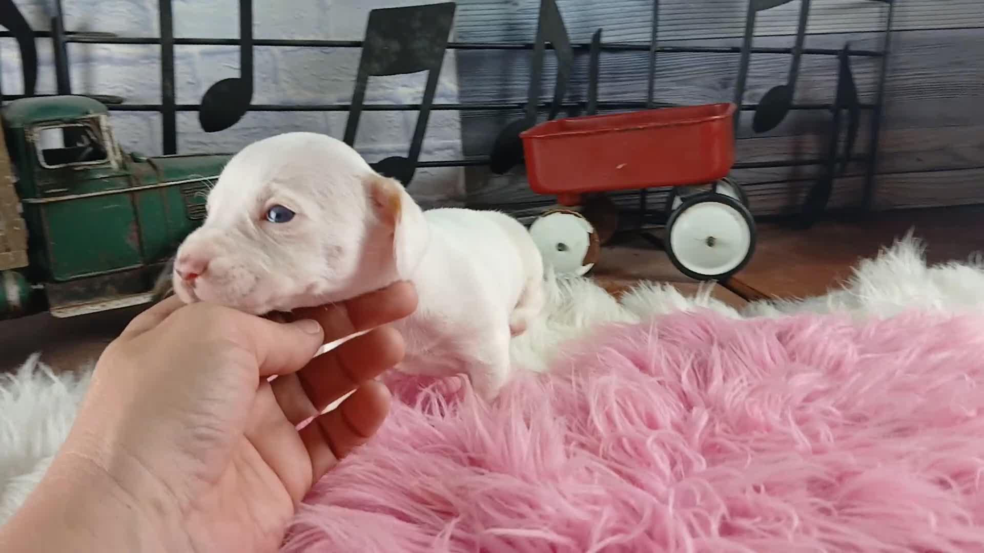 Dachshund dogs for sale: Nationwide delivery. Sugar pies white girl with blue eyes - Video 1