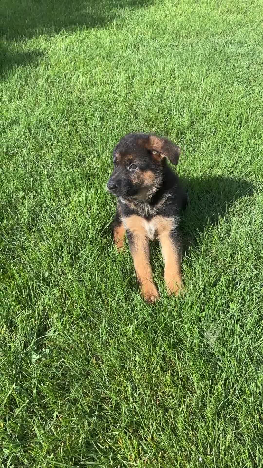 German Shepherd dogs for sale: John Boy - Video 3